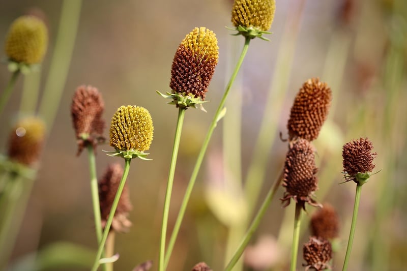 Echinacea